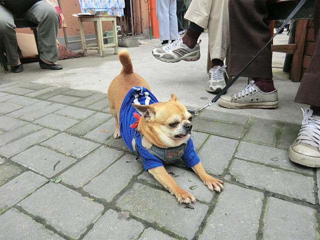 犬もいるよ