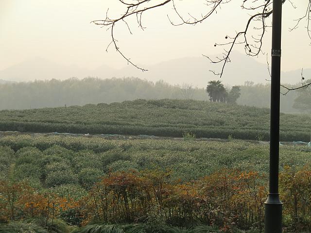 一面の茶畑。