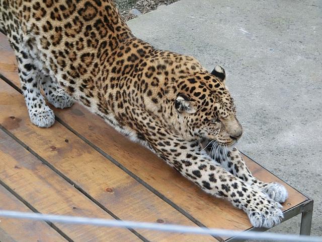 ヒョウ
