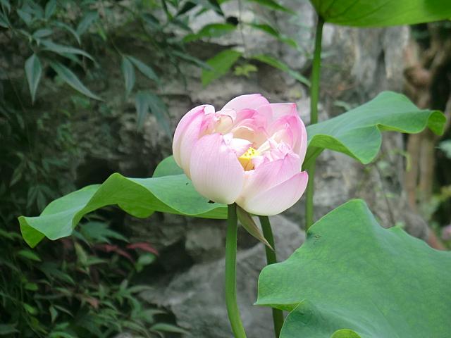 夏はハスの花がいっぱい（イメージ）