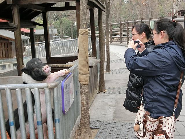 動物が近い!