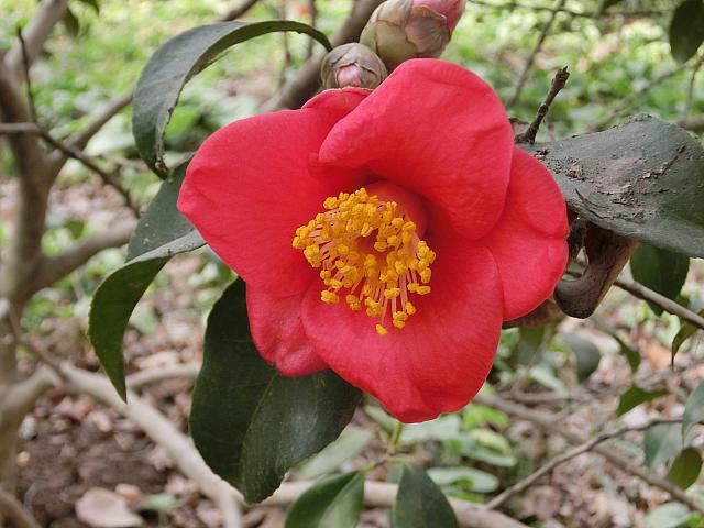 季節の花を楽しんだり
