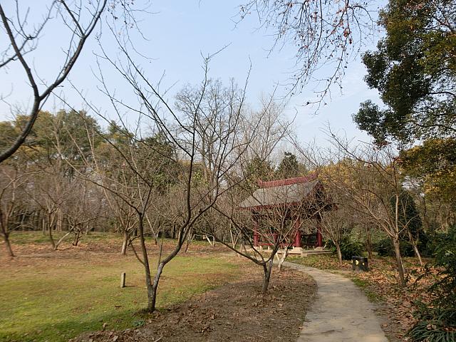 桜と和風の東屋が