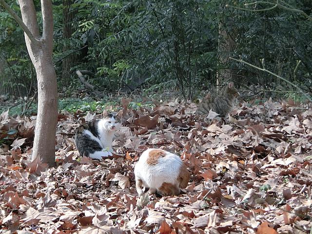 猫がいっぱいいるエリアも