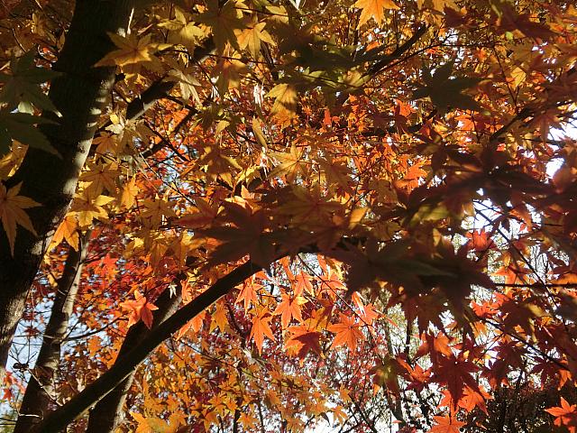 市中心地で紅葉は見られません