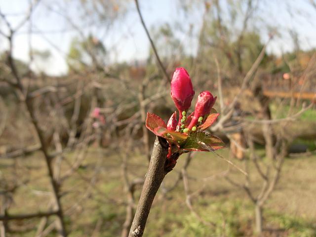 冬の木の芽