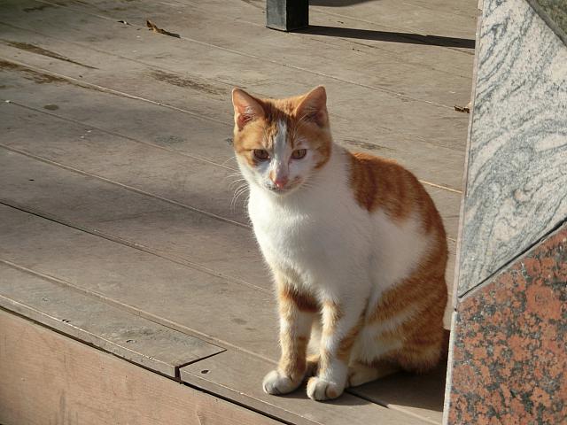 猫がいます