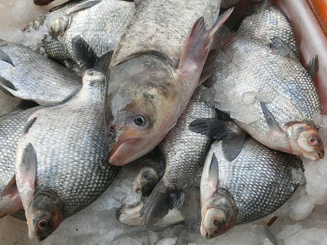 淡水魚いろいろ