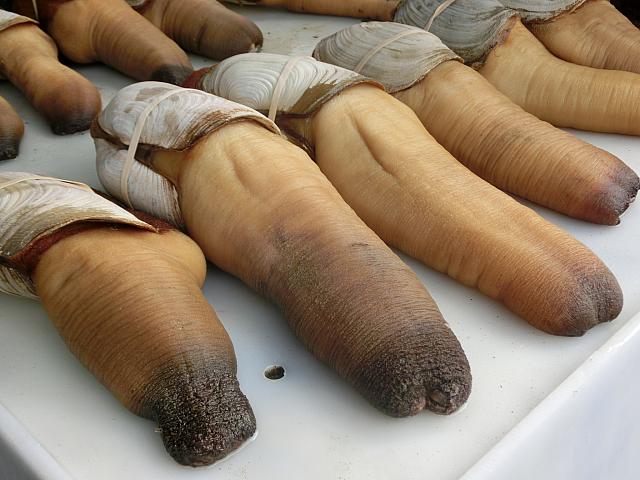 象鼻蚌（ミルガイの一種）