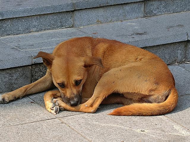 番犬