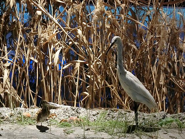 飛来する鳥たちの剥製も展示されていました