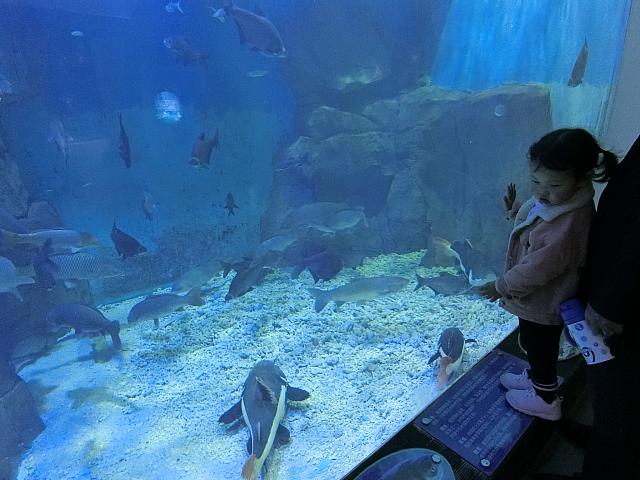 川にこんな巨大魚が。海とつながっているので、ウミガメもいるそうです