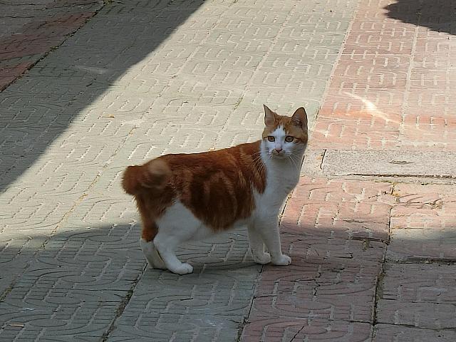 居ついているらしき猫ちゃん