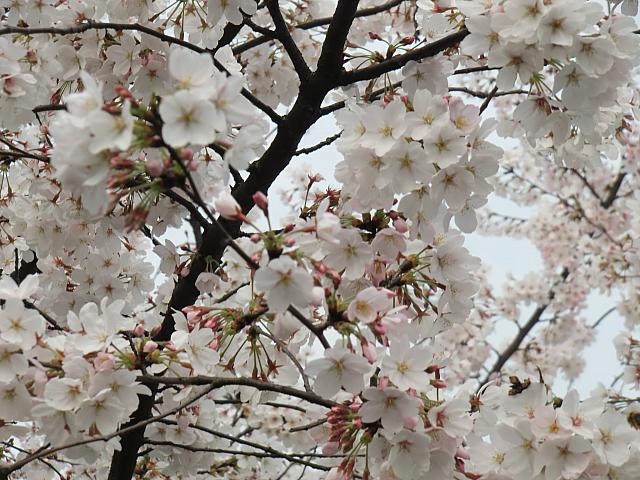 春は桜が満開に。