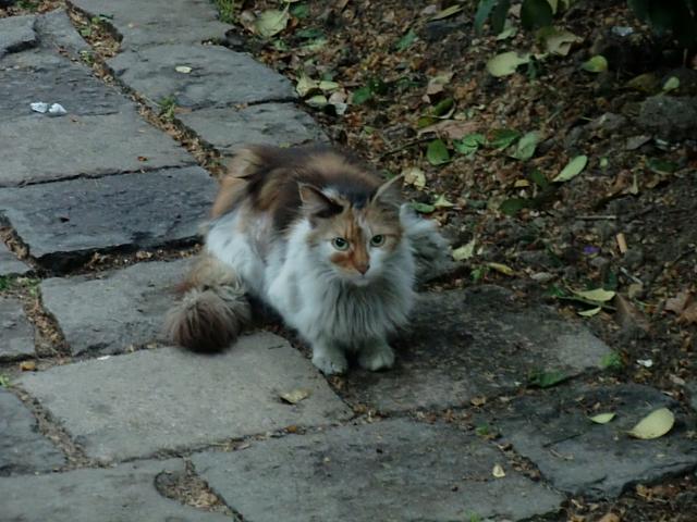 さまざまな柄の猫がいます。