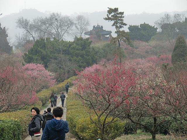 「明孝陵」の梅園