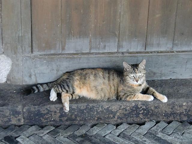 酒蔵の木戸の前にいました