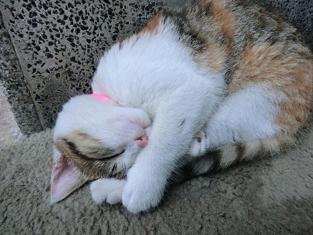 玄関で寝ていました