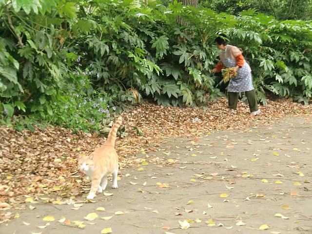 どこの公園にも「猫おばさん（世話をする近隣在住の主婦）」がいます