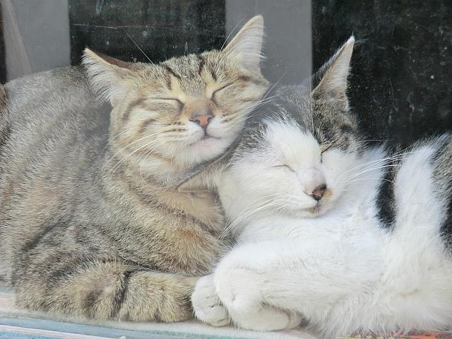 窓辺でひなたぼっこ