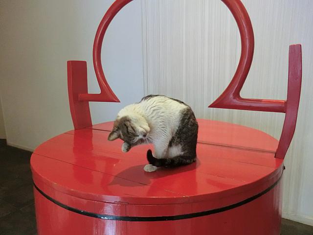 入り口に人気者の看板猫!