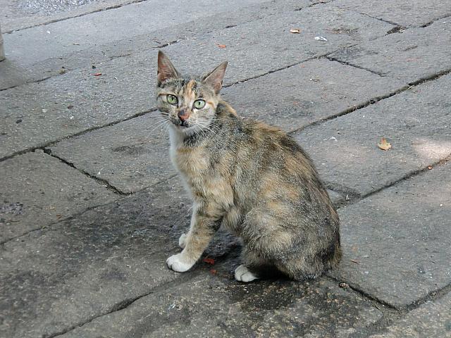 近づいても逃げません