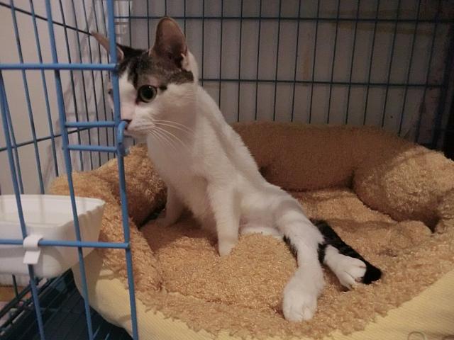 寄りかかりやすいタオル地のベッド、下痢しやすい子にはシーツなど、猫によってケージ内の環境を変えています