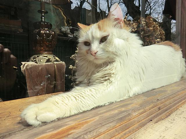 猫とか