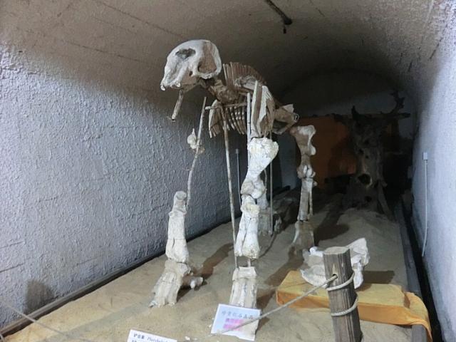 私設恐竜博物館。入場料、値切れます