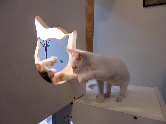 保護猫ちゃんたちがいっぱいいます