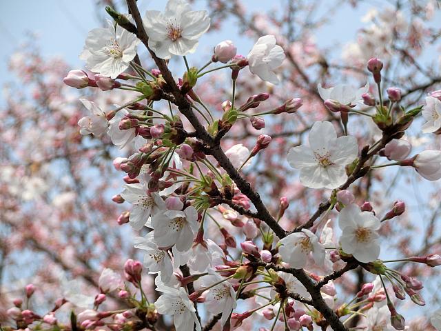 桜