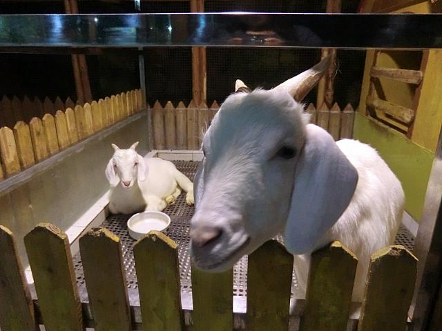 室内で動物に会える「野生昆虫館」