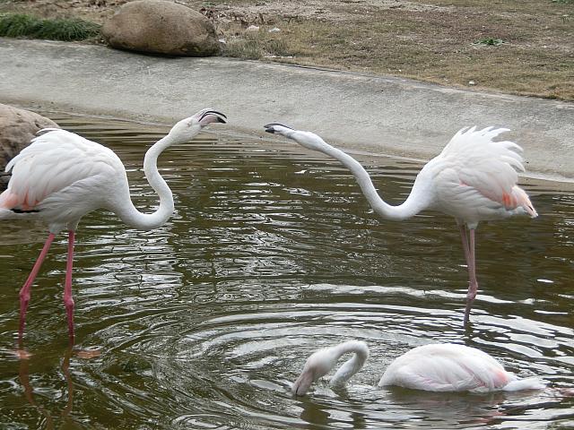 フラミンゴはケンカ中でした
