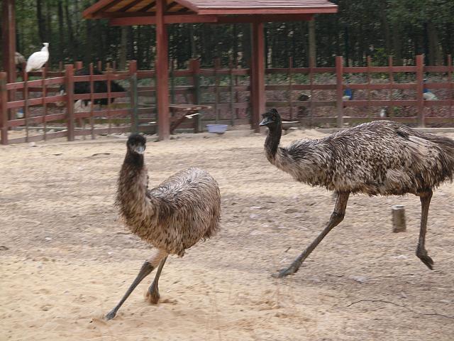 全力で追いかけっこするエミュー。「東方鳥会」の鳥たちは元気いっぱい