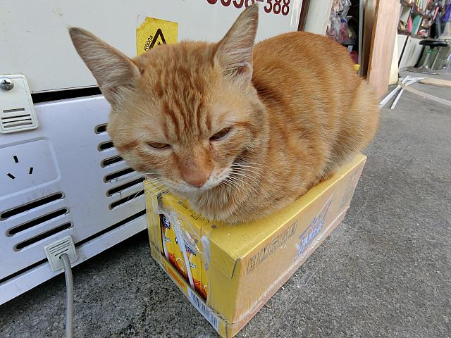 猫たちも引っ越さないとですね