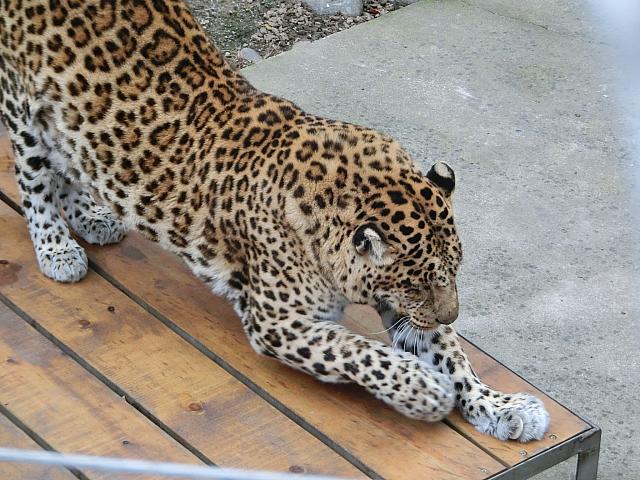 ヒョウが住む動物園ゾーンが