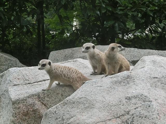 ミーアキャット