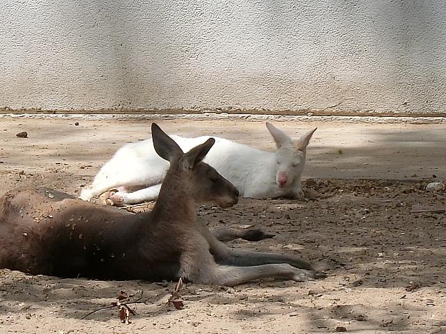 ホワイトカンガルー