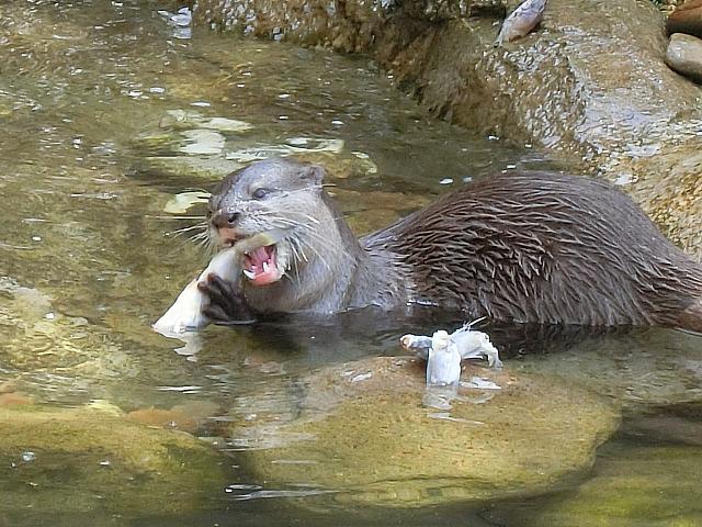バクバク食べています
