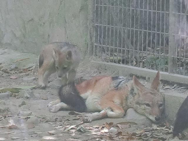 セグロジャッカル