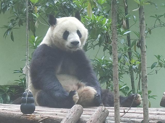 つま先が少し白いほうが和風