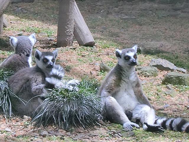 ワオキツネザル