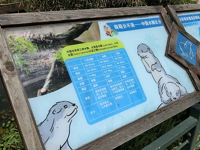 中国には3種のカワウソが生息
