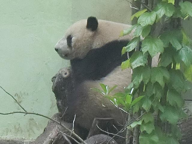 耳が少し小さいほうが星光