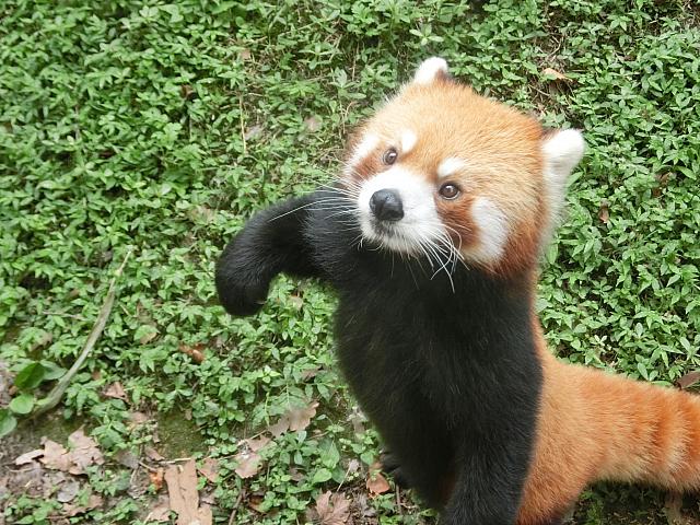 レッサーパンダ