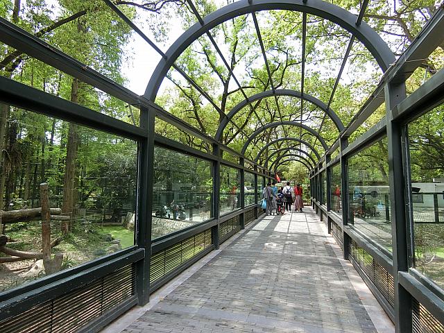 トラの檻の中を歩けるガラス張り通路