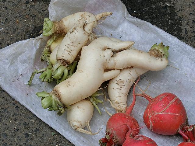 大根も旬ですね