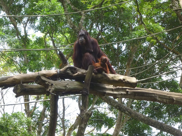 オランウータンの親子が人間の方を観察しているみたい。