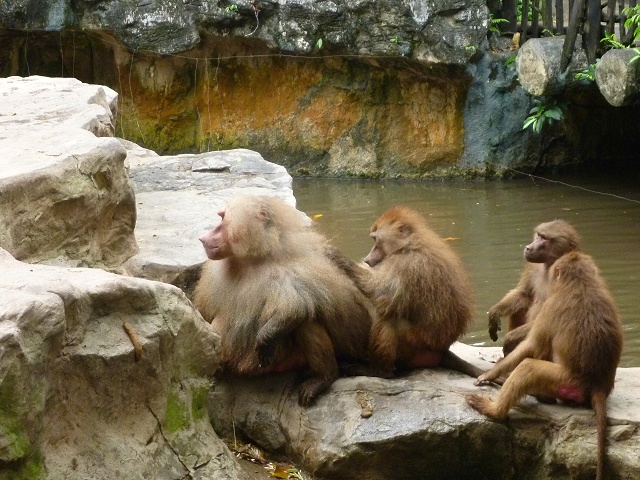 毛繕い中。フカフカしていそう。