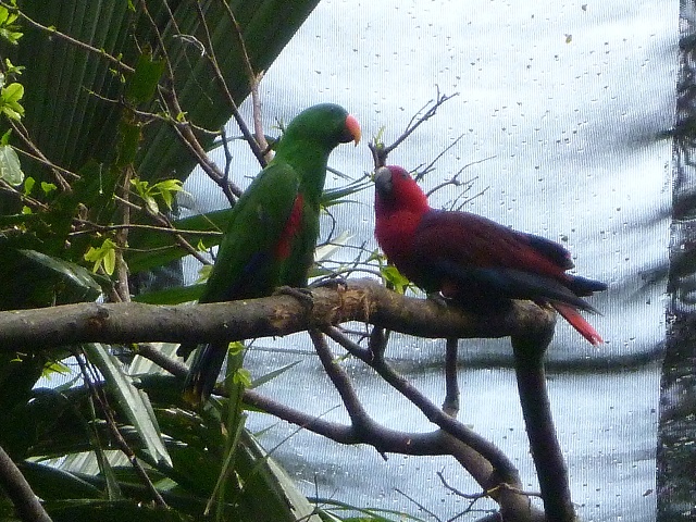 色鮮やかなインコが飛び交います。